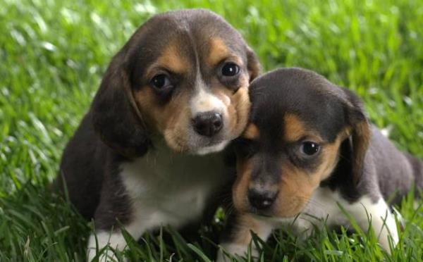 Regalo beagle listo en adopcion