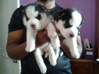 regalo cachorro husky siberiano para adopcion